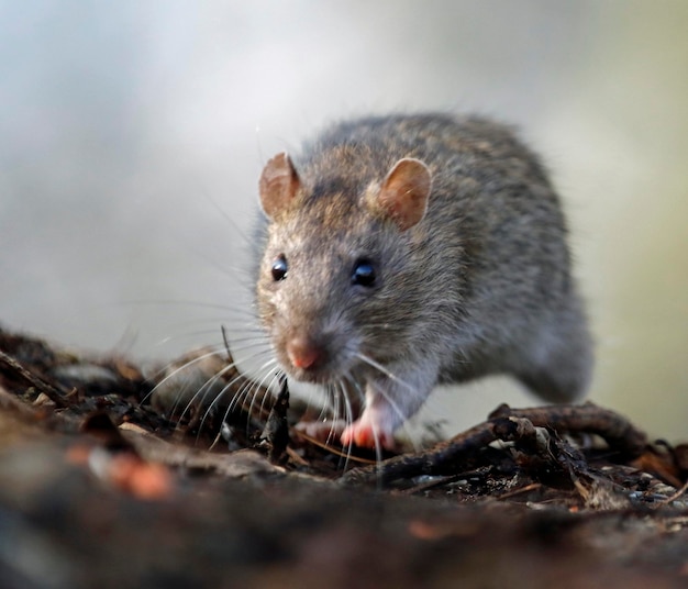 Foto bruine rat foerageren en eten in het bos