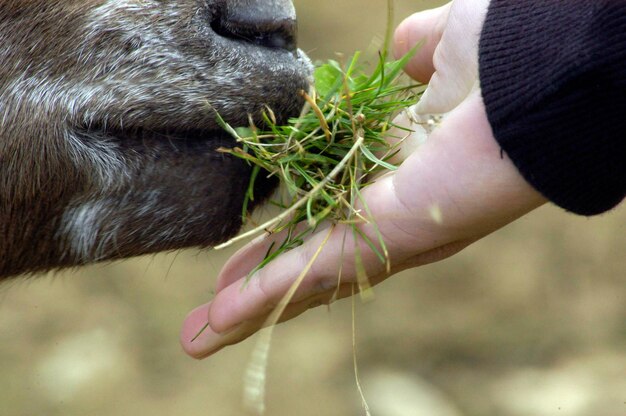 Bruine schapen eten gras uit een hand close-up van de mond