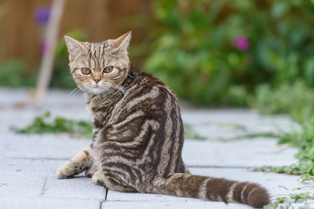 Bruine Schotse rechte kat