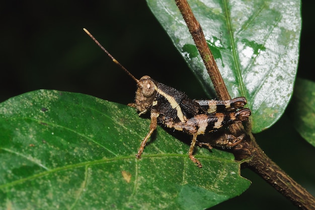 Bruine sprinkhaan op een blad in harmonie met de natuur