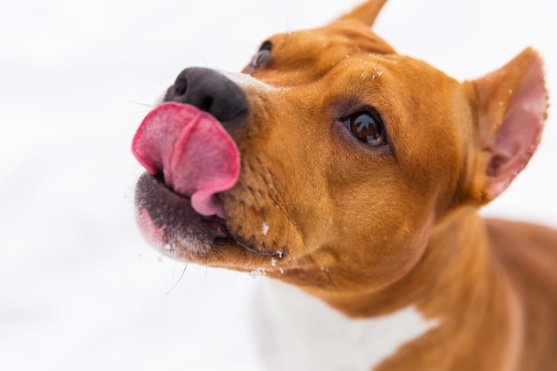 Bruine stamboom in de sneeuw. staffordshire terriër. hond die tong toont. portret