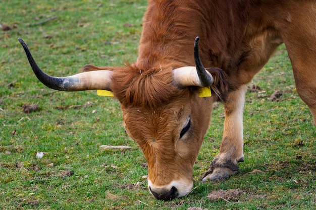 Bruine stier die gras eetBos primigenius taurus