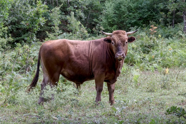 Bruine stier graast vrij in een bosgebied close-up