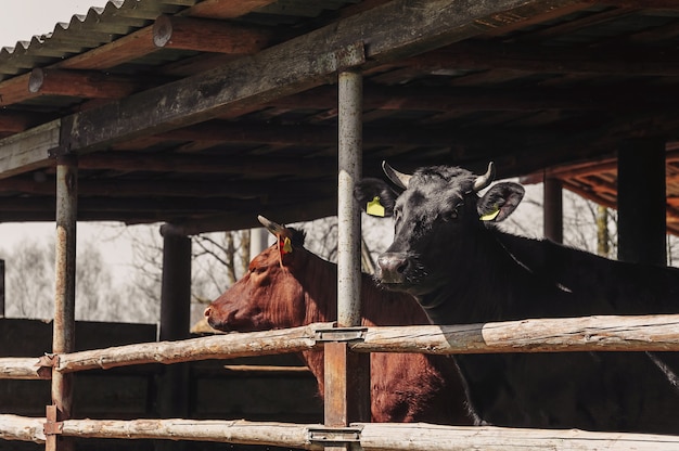 Bruine stier op een landelijke boerderij in een stal.