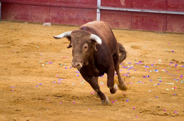 Bruine stier valt spaanse stierenvechter aan