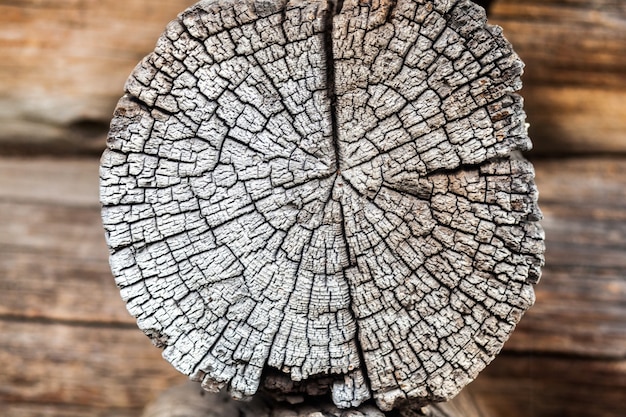 Bruine stronk met leeftijd jaar boom ruw verouderd hout