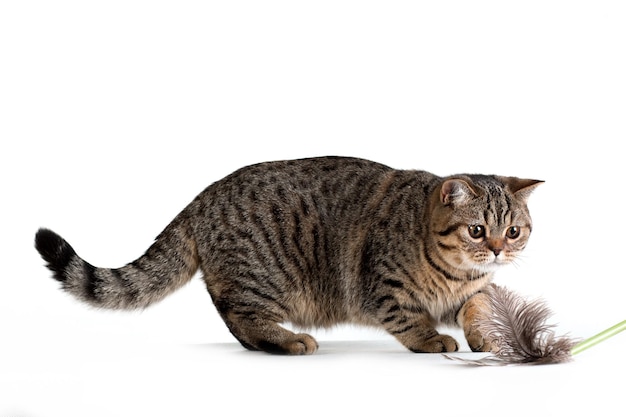 Bruine tabby Britse kat speelt op witte achtergrond
