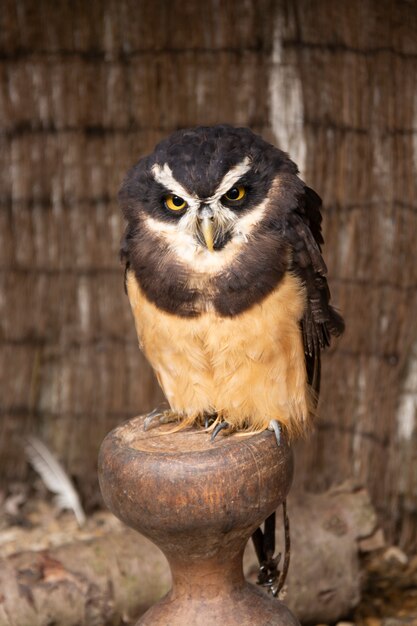 Bruine uil neerstrijkend portret