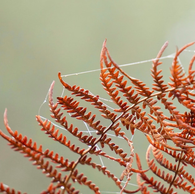 bruine varen plant bladeren