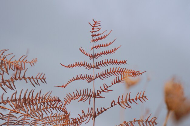 Foto bruine varenplant