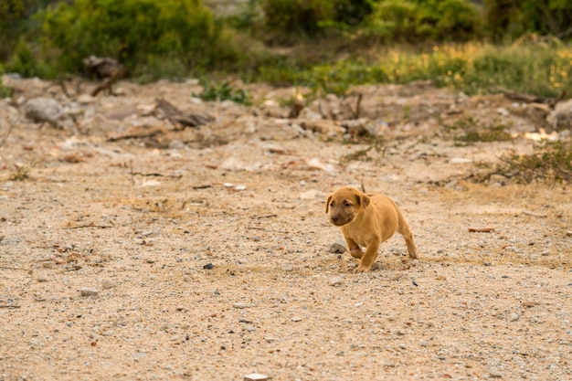 Bruine verdwaalde puppyzitting ter plaatse