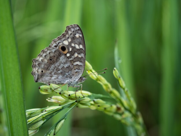 Bruine vlinder in het padieveld