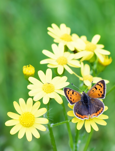 Foto bruine vlinder op gele bloemen in de lente over groene gras achtergrond