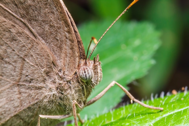 Bruine vlinder op groen blad