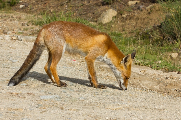 Bruine vos op een onverharde weg snuffelend naar zijn prooi