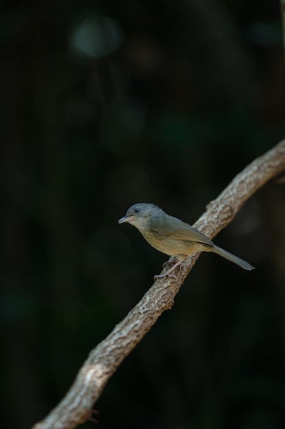 Bruine wang fulvetta, grijsogige fulvetta