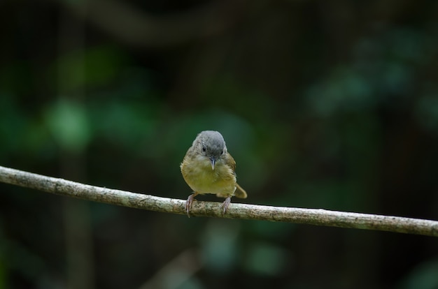 Bruine wang fulvetta, grijsogige fulvetta