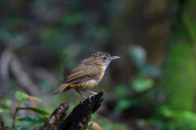 Bruine wang fulvetta, grijsogige fulvetta