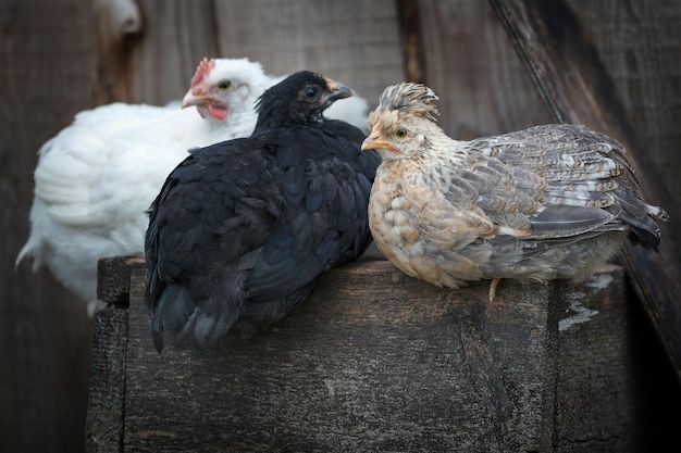 Bruine, witte en zwarte kleurenkippen die op de oude houten kist zitten