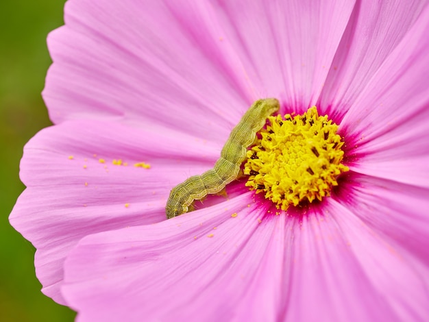 Bruine worm op roze bloem