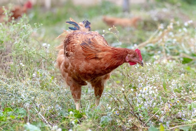 Bruingevlekte kip in de tuin tussen het gras