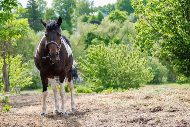 Bruinwit gevlekt paard staat stil in open tuin met droog hooi op zonnige zomerdag