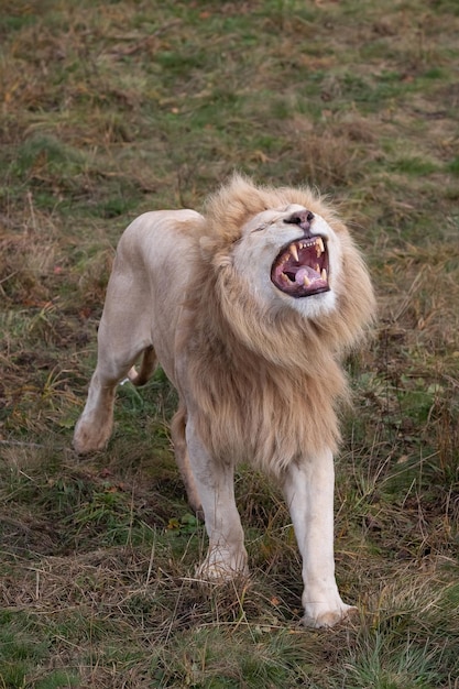 Brullende witte leeuw Panthera leo krugeri