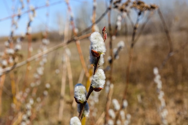 Brunch of the blossoming pussywillow on early spring