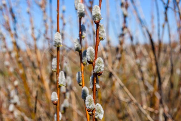 Brunch of the blossoming pussywillow on early spring