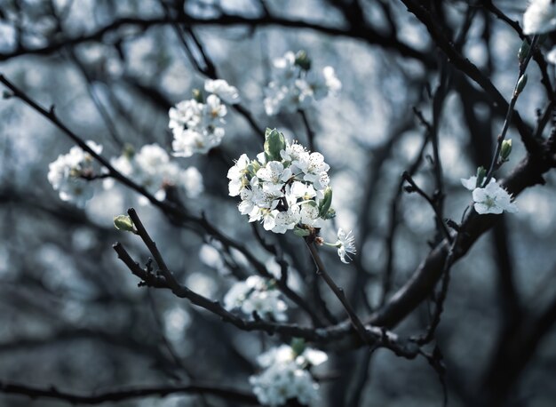 Brunch of blossoming spring tree. Soft image of blossoming tree brunch with white flowers