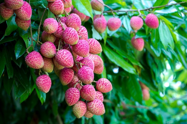 Brunch of fresh lychee fruits hanging on green tree