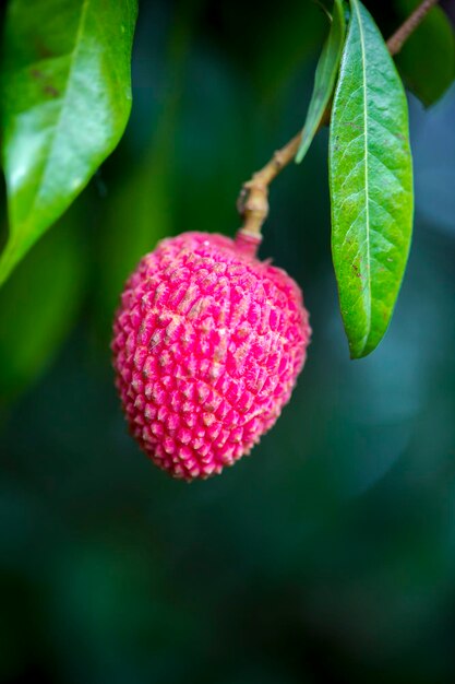 Brunch of fresh lychee fruits hanging on green tree