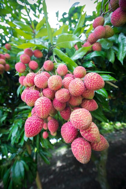 Brunch of fresh lychee fruits hanging on green tree