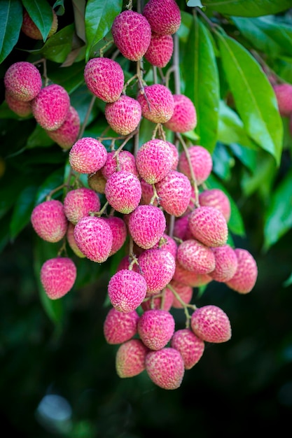 Brunch of fresh lychee fruits hanging on green tree.