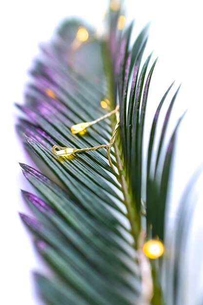 brunch palm tree isolated on white