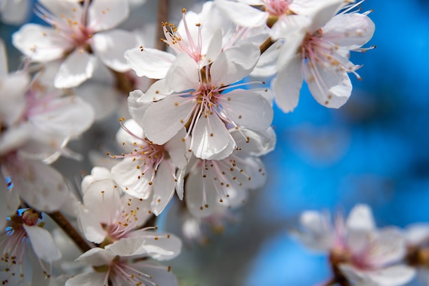 Brunch van appelboom bloemen op de heldere blauwe hemelachtergrond