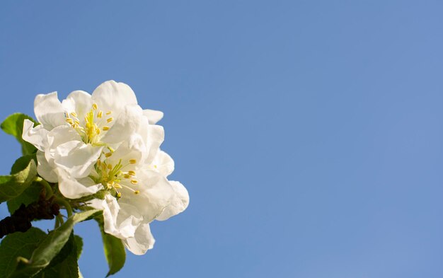 brunch van bloeiende appelbloemen op blauwe achtergronden blauwe lucht en witte bloesembloemen kopiëren ruimte