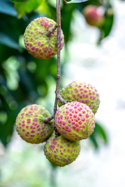 Brunch van verse lycheeChina3-vruchten die aan een groene boom hangen