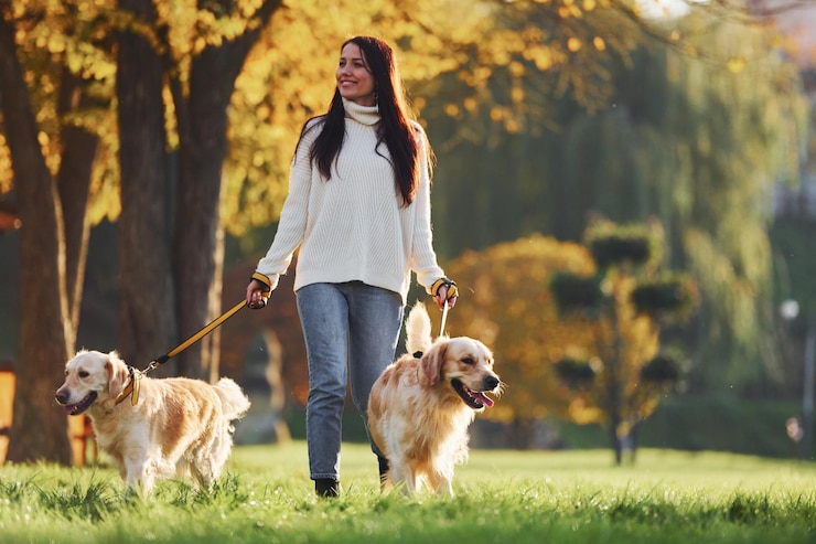 Photo brunette walks with two golden retriever dogs in the park at daytime