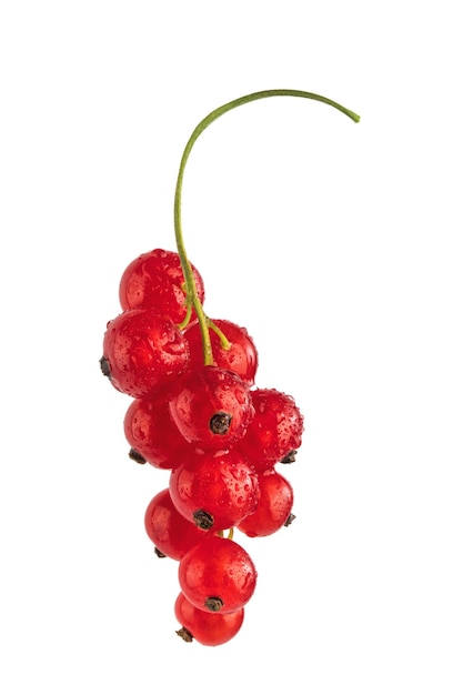 brush of red currant berries isolate on a white background