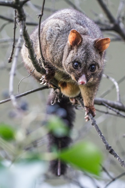 호주 태즈 메이 니아에서 브러시 꼬리 Possum