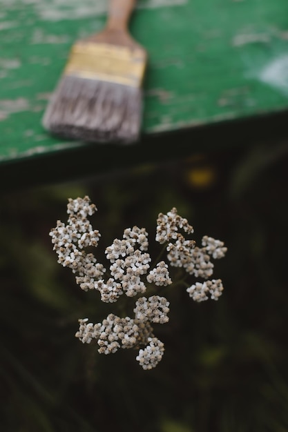 Brush and wild carrot flower closeup an umbelliferous plant nature background