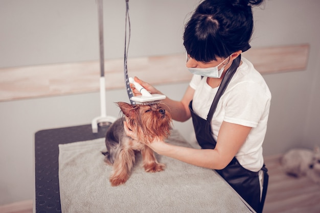 Фото Чистить милую собаку. трудолюбивый работник груминг-салона чистит милую собачку после того, как высушит ее