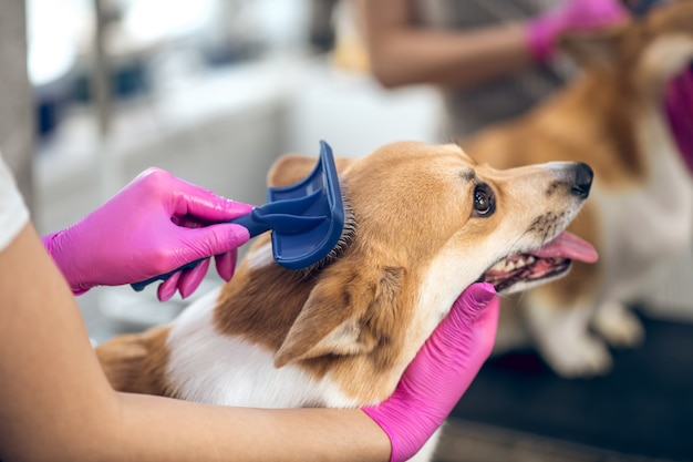 개 닦기. 개를 칫 솔 질하는 groomers 손의 사진을 닫습니다