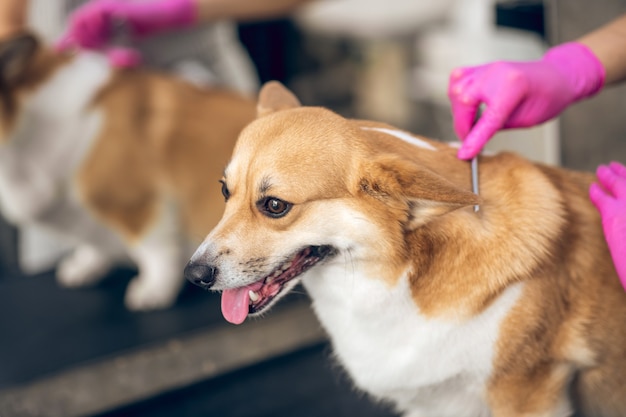 개 닦기. 개를 칫 솔 질하는 groomers 손의 사진을 닫습니다