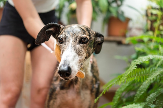 Spazzolare i peli del cane