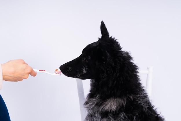 Brushing a dogs teeth male hand holds animal toothbrush pet hygiene concept