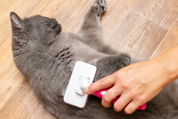 Brushing gray pretty cute cat with a special pet brush