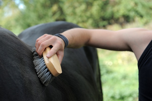 Brushing an horse