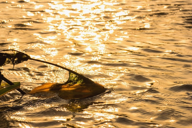 Brushwood in the golden river